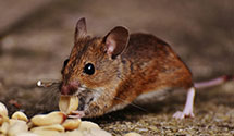 24 Hour & Emergency Exterminators in Fairbury, IL